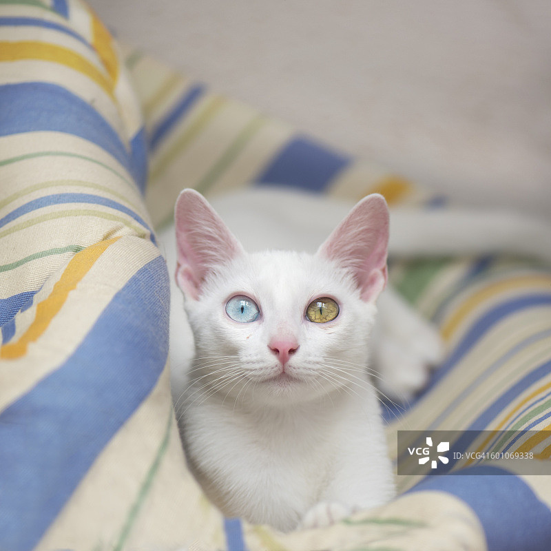 猫咪，小猫图片素材