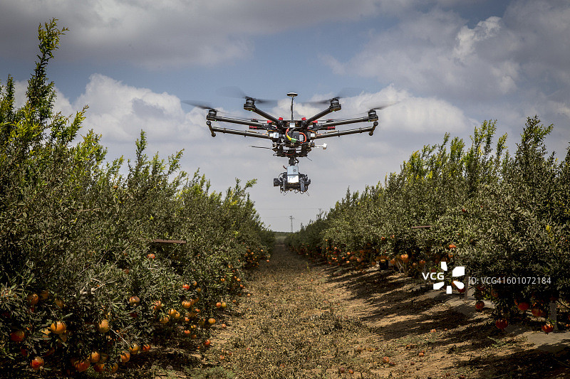 无人机飞越石榴种植园图片素材