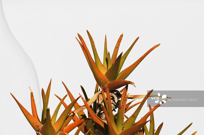 多汁的图片素材