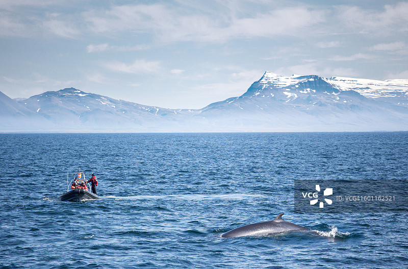 在冰岛雷克雅未克附近观鲸图片素材