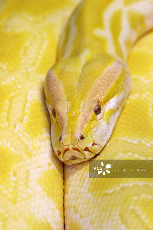 缅甸蟒蛇特写图片素材