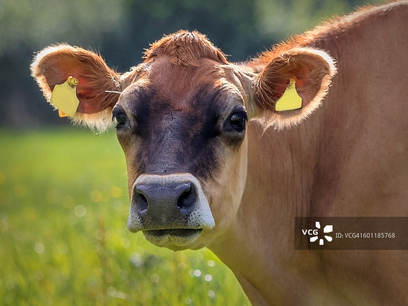 逆光泽西奶牛图片素材