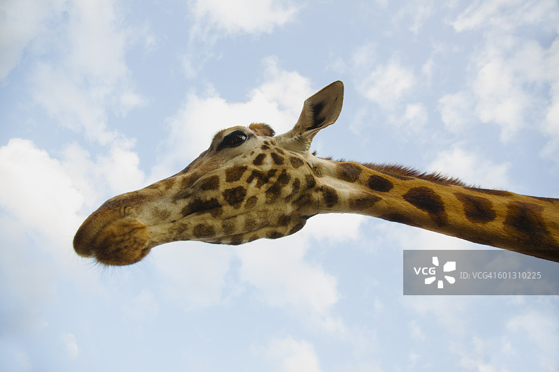 罗斯柴尔德长颈鹿特写图片素材