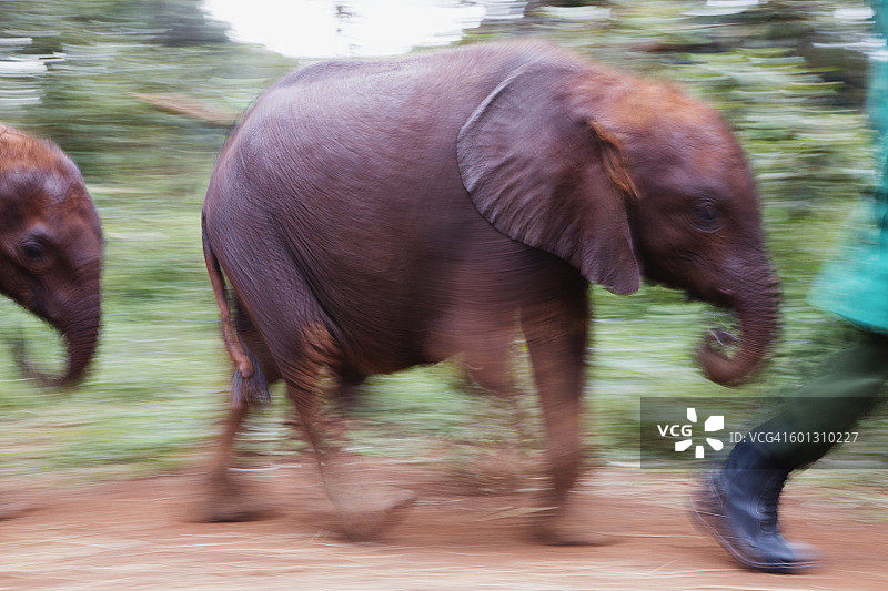 奔跑的小象（动态模糊）图片素材