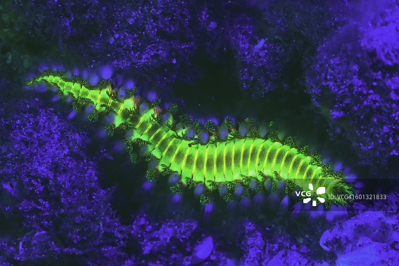 荧光海蠕虫图片素材