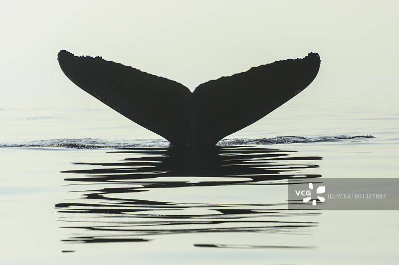 鲸鱼尾巴图片素材