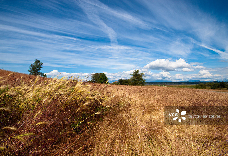 田野，新月海滩，不列颠哥伦比亚，加拿大图片素材