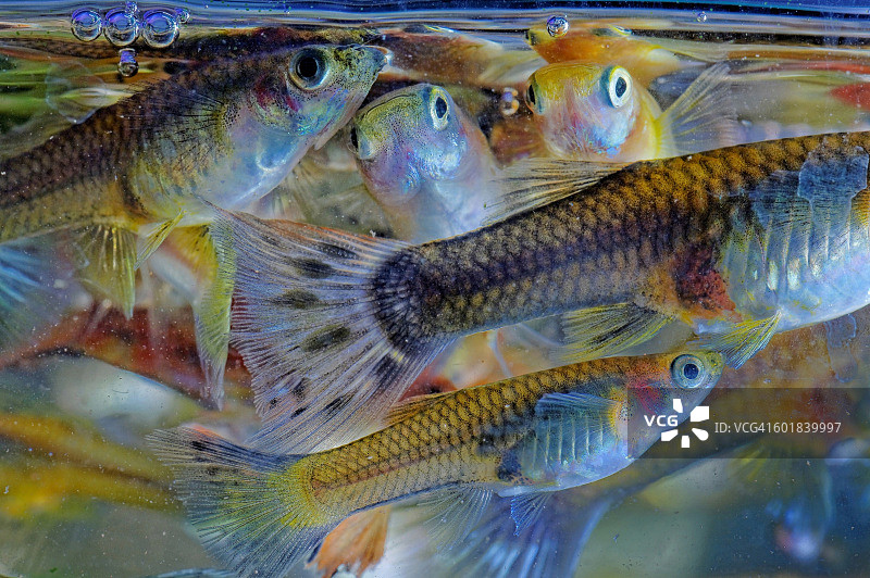 孔雀鱼群图片素材