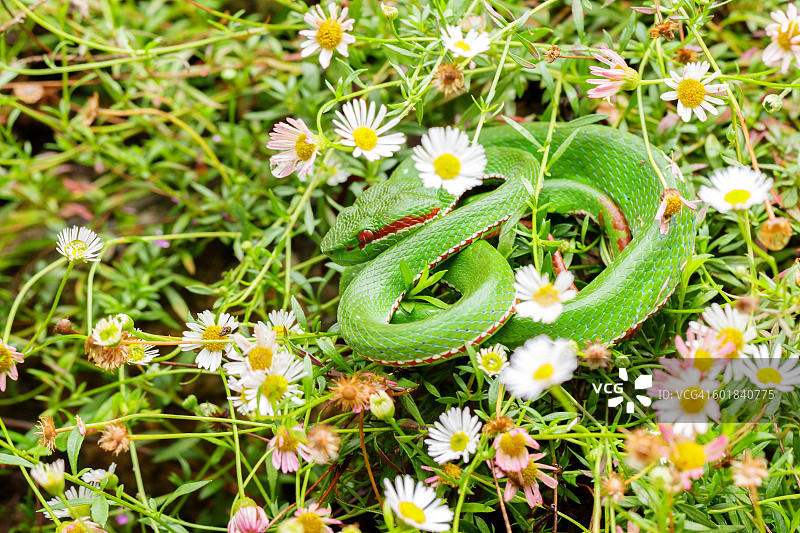 灌木蝰蛇与雏菊花丛的伪装图片素材