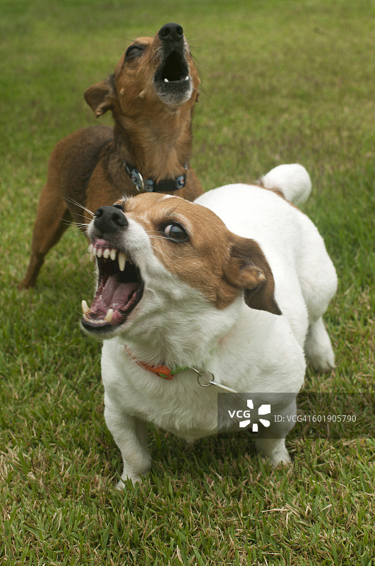 狂犬病犬的咆哮图片素材