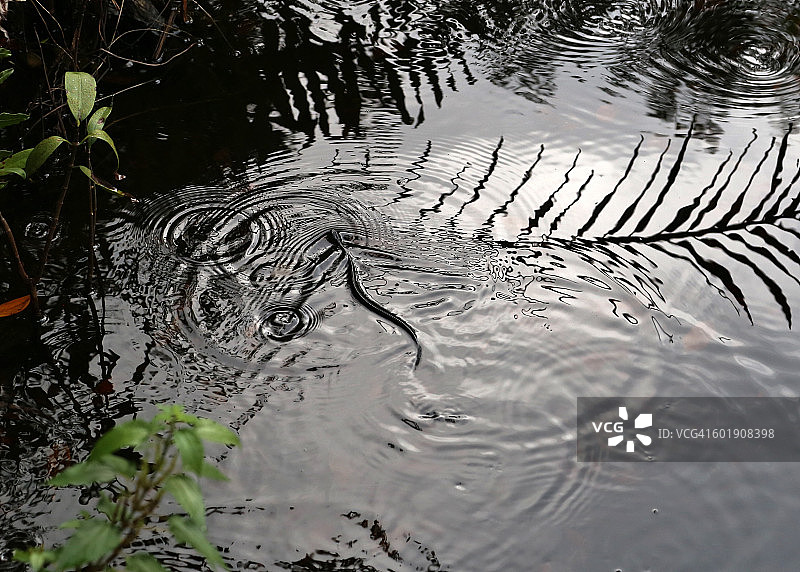 美国佛罗里达州大沼泽地，水蛇在浑浊的水中滑行图片素材