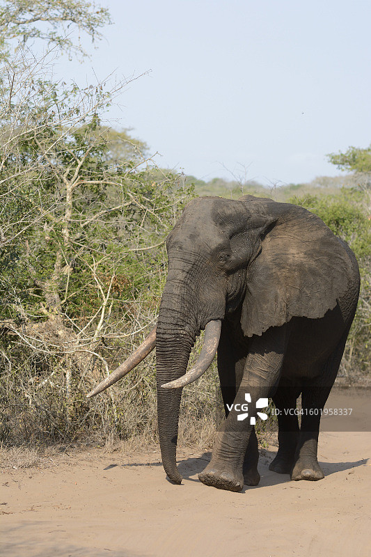 非洲象行走图片素材