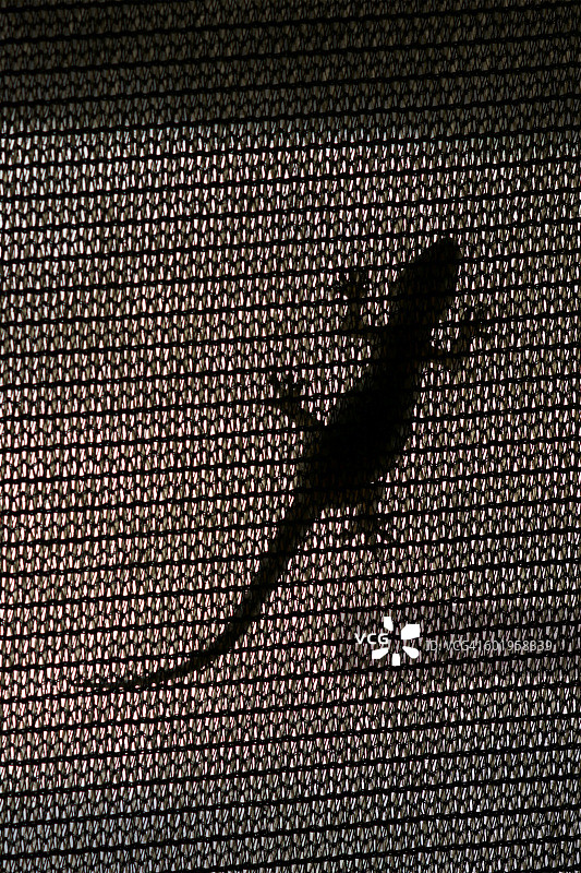 纱窗上的壁虎图片素材