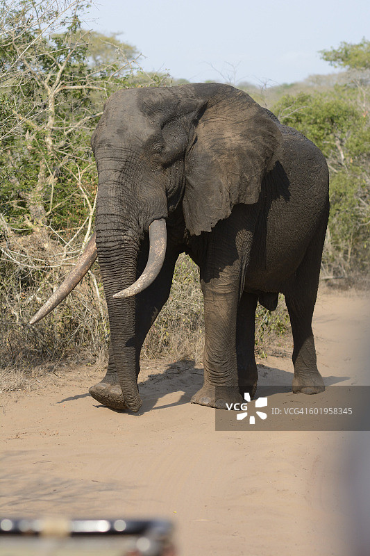非洲象行走图片素材