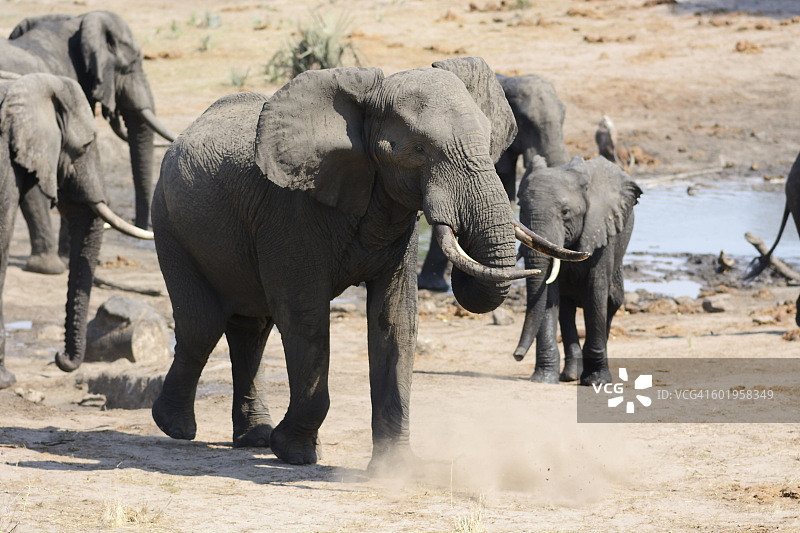 非洲象行走图片素材