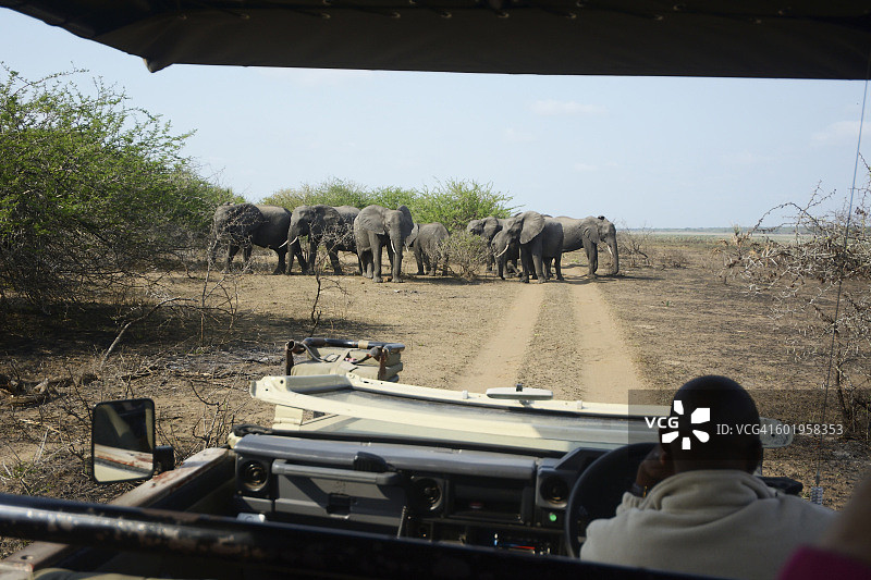 成群的非洲象图片素材