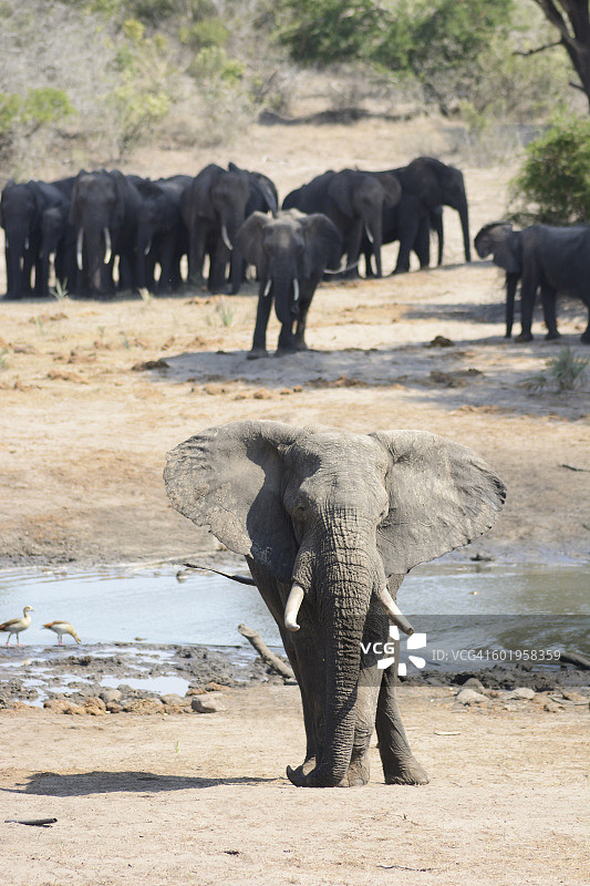 成群的非洲象图片素材