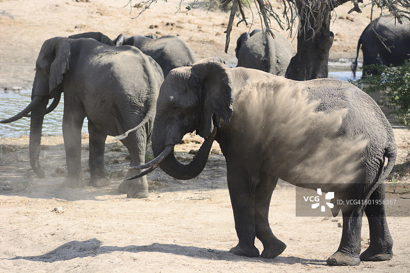 在水坑中沐浴沙子的大象图片素材