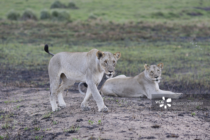 嬉戏的狮子图片素材