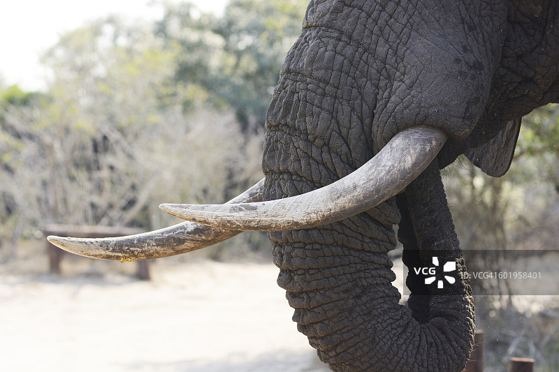 非洲象行走图片素材