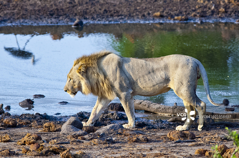 嬉戏的狮子图片素材