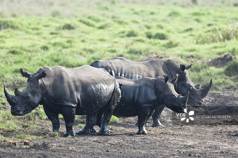 泥泞中的犀牛图片素材