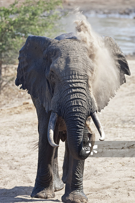 在水坑中沐浴沙子的大象图片素材