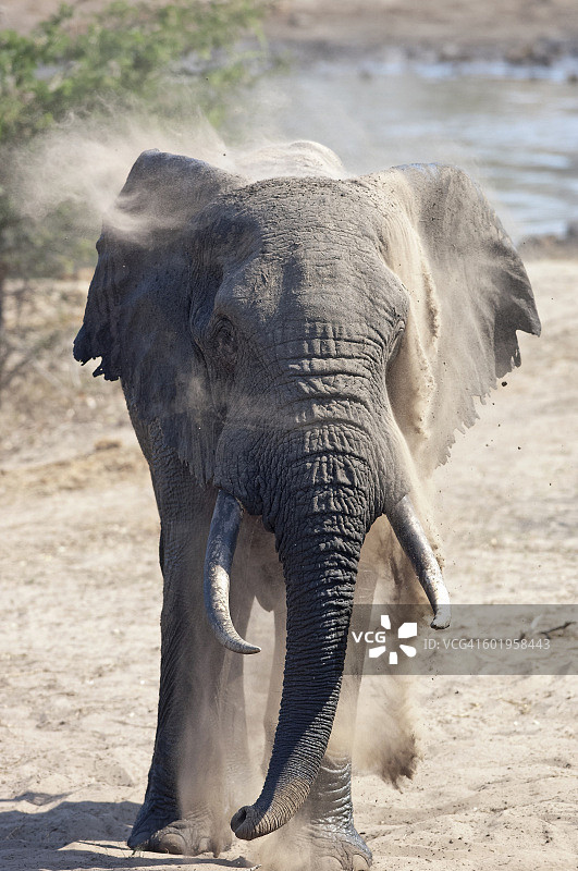 在水坑中沐浴沙子的大象图片素材