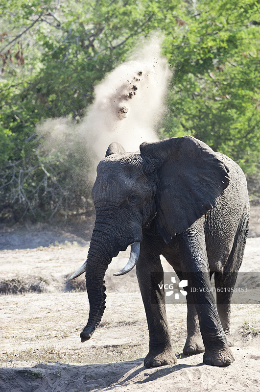 在水坑中沐浴沙子的大象图片素材