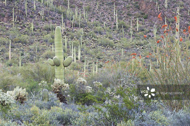 亚利桑那州索诺兰沙漠图片素材