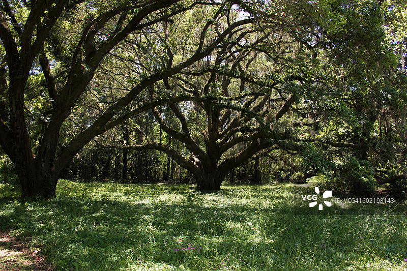 查尔斯·平克尼国家历史遗址的南方栎树绿色树冠图片素材