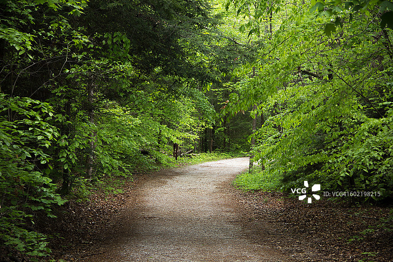 美国田纳西州伯吉斯瀑布州立公园的绿色树木隧道图片素材