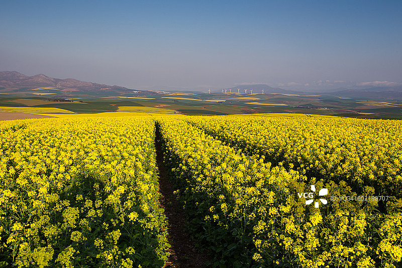 Overberg Caledon田野中的黄色花朵（南非西开普省）图片素材