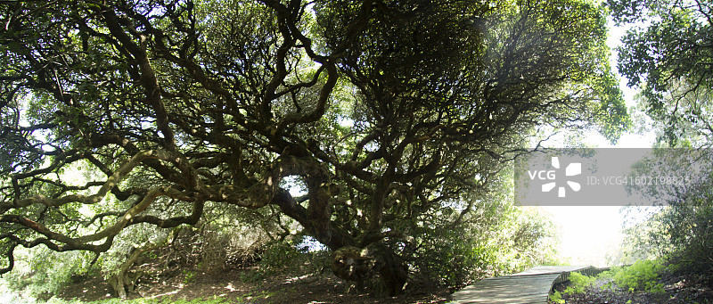 阳光穿过灌木丛，南非西开普省图片素材