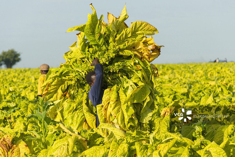 农民采摘烟叶，津巴布韦马绍纳兰图片素材