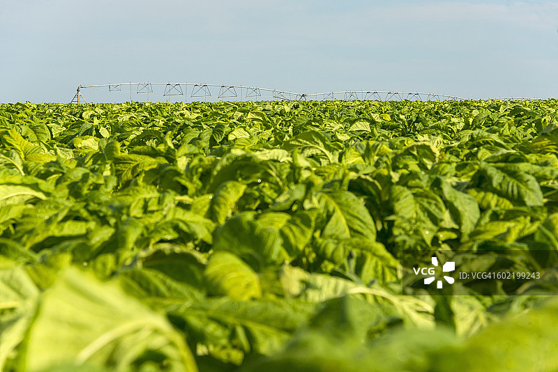津巴布韦马绍纳兰烟草种植园景观图片素材