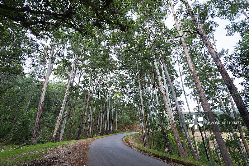 津巴布韦奇马尼马尼森林中的空旷道路图片素材