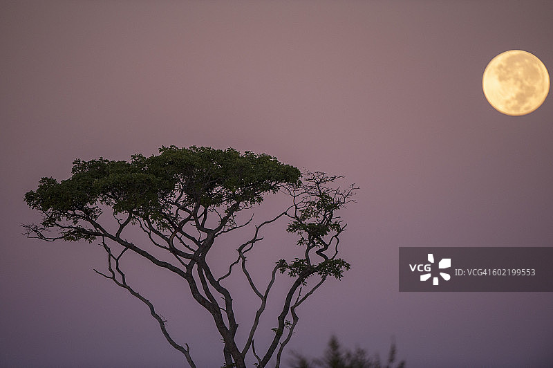 津巴布韦万基国家公园的月夜树木剪影图片素材