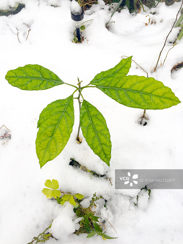 极端天气-暴风雪图片素材