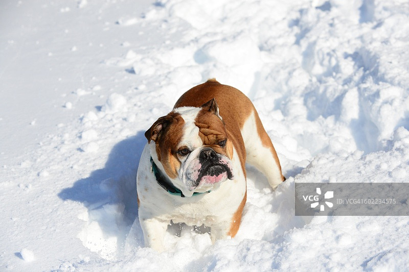 雪地里的宠物图片素材