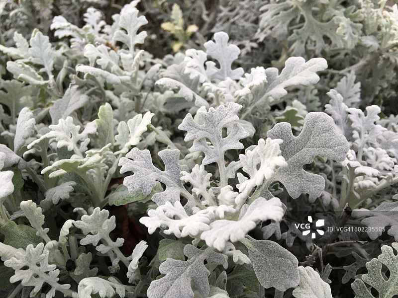 色彩故事-灰色图片素材