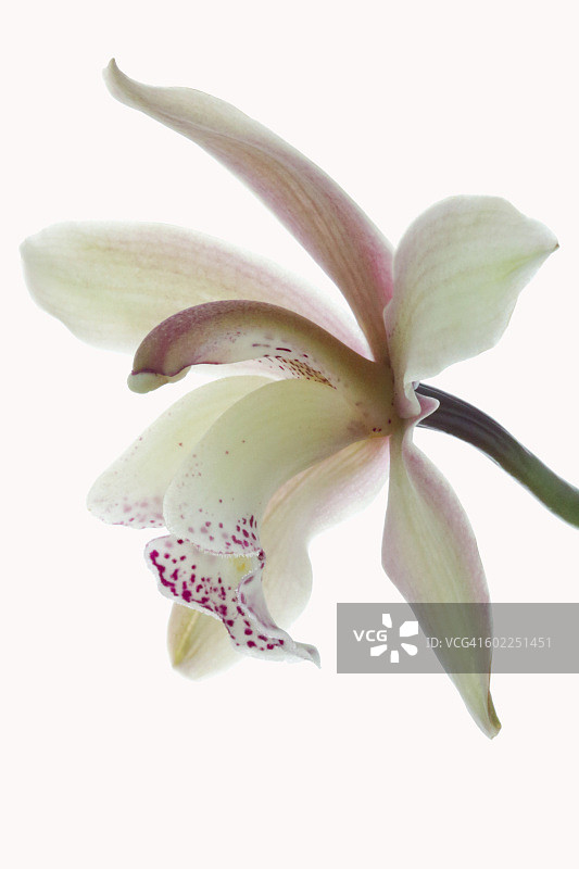 兰花盛开的影棚照片图片素材