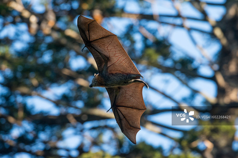 灰头狐蝠图片素材