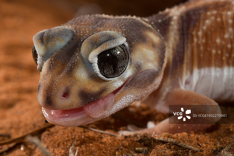 瘤尾壁虎图片素材