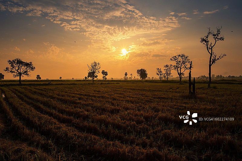 清晨稻田收割图片素材