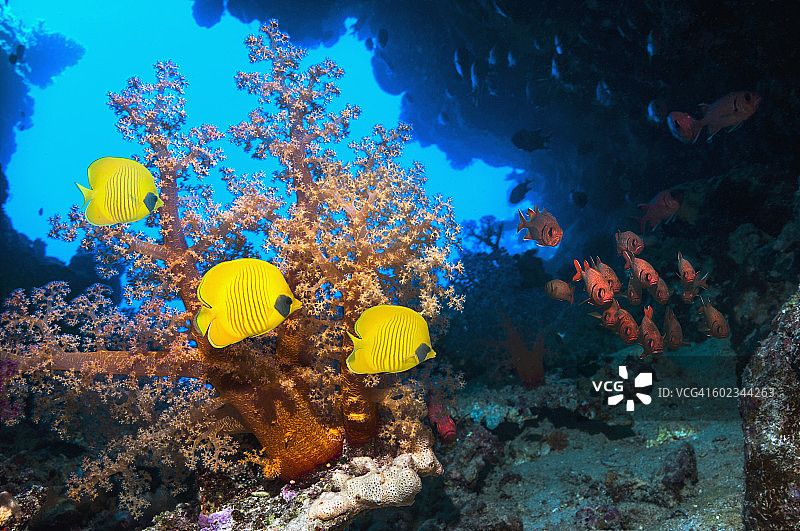 珊瑚礁景观：蝴蝶鱼图片素材