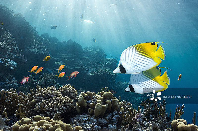 珊瑚礁景观：蝴蝶鱼图片素材