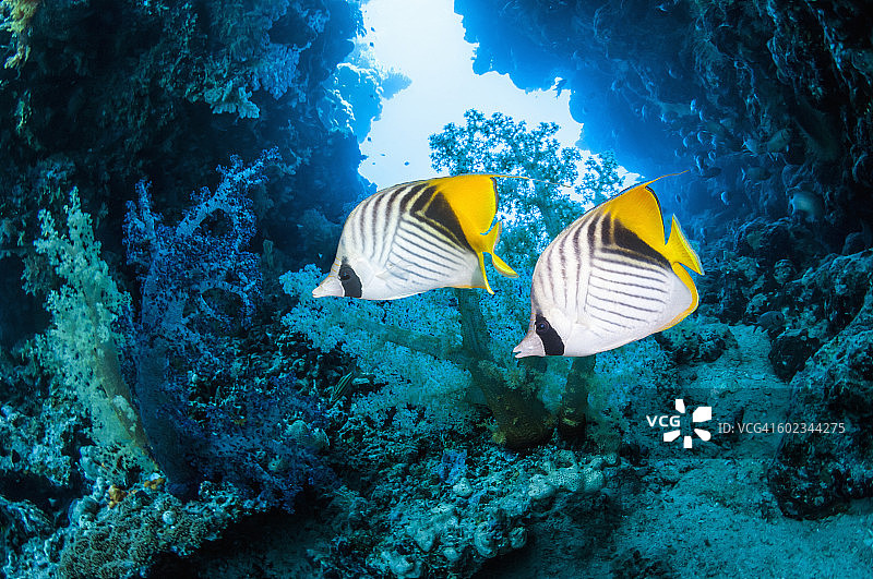 蝴蝶鱼和软珊瑚图片素材