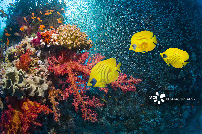 珊瑚礁景观：蝴蝶鱼图片素材
