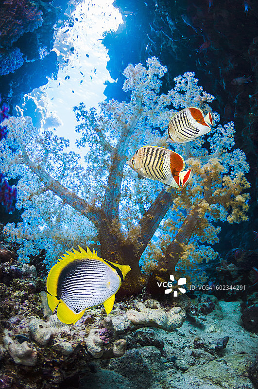 蝴蝶鱼和软珊瑚图片素材
